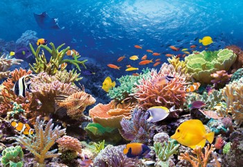 Castorland  C-101511-2 Coral Reef Fishes,Puzzle 1000 Teile