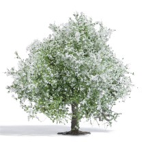 Busch H0 3651 Apfelbaum 75 mm, blühend -NEU