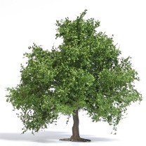 Busch H0 3661 Obstbaum/kleine Eiche 95 mm, Frühling -NEU
