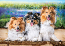 Castorland  B-222117 Shelties in the Lavender Garden, Puzzle 200 Teile