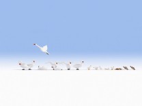 NOCH H0 15774 Schwäne und Enten, 