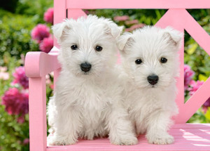 Castorland  B-13494-1 White Terrier Puppies, Puzzle 120 Teile