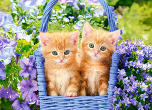 Castorland  B-070169 Ginger Kittens Puzzle 70 Teile