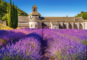 Castorland  C-104284-2 Lavender Field in Provence,France,Puzzle 1000 Teile