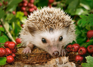 Castorland  B-111145 Hedgehog with Berries, Puzzle 100 Teile
