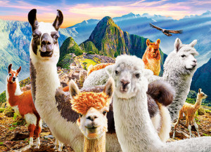 Castorland  B-222193 Llamas Selfie Puzzle 200 Teile